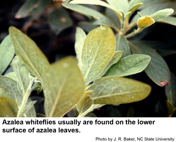 azalea whiteflies